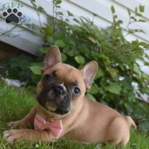 Lacy, French Bulldog Mix Puppy